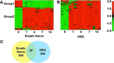 Identification of potential therapeutic targets in a model of neuropathic pain